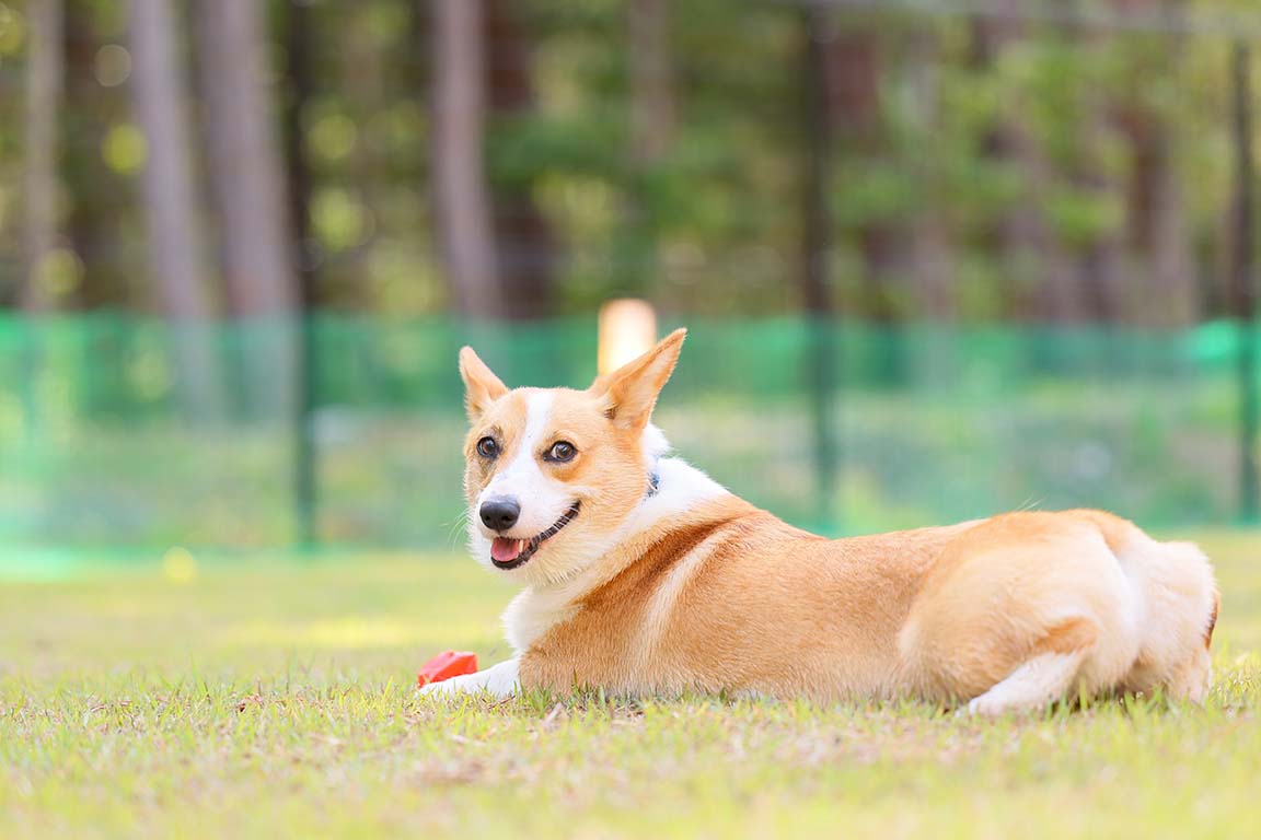 アカギグランピングヴィレッジで愛犬と一緒にグランピング体験
